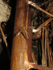 Austrolimnophila argus