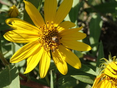 Calocoris barberi