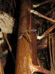 Austrolimnophila argus
