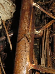 Austrolimnophila argus