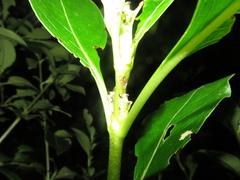 Trachytetra rugulosa