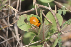 Pachycoris klugii