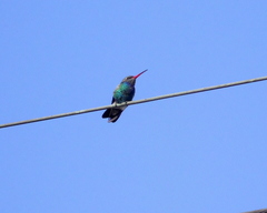 Cynanthus latirostris
