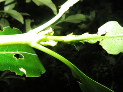 Trachytetra rugulosa
