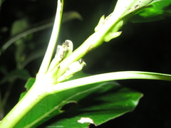 Trachytetra rugulosa