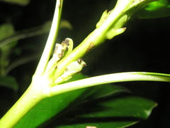 Trachytetra rugulosa