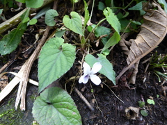 Viola canescens