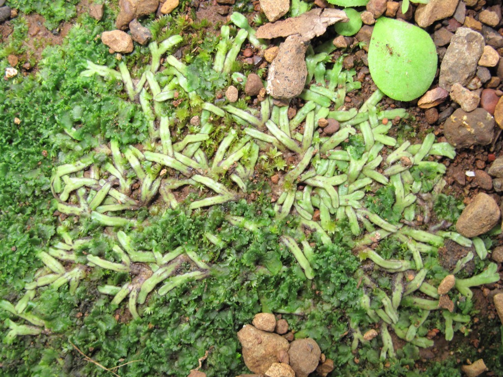 Ricciaceae