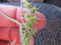 Cenchrus longispinus