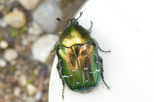 Green rose chafer