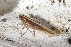 Stenocranus dorsalis