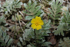 Potentilla crinita, photograph (c) Brian Finzel, some rights reserved (CC BY-SA)