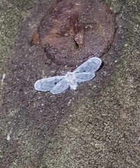 Dysimia pseudomaculata