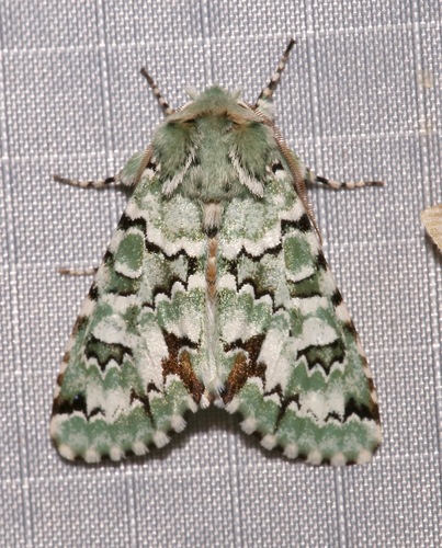 Miracavira brillians photo 3