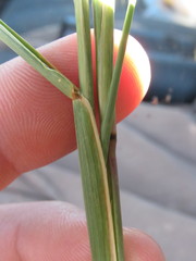 Cenchrus longispinus