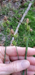 Carex raynoldsii