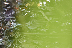 Formicarius moniliger