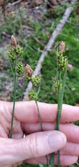 Carex raynoldsii