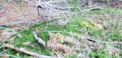 Carex raynoldsii