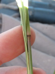 Cenchrus longispinus