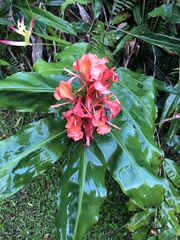 Hedychium greenii