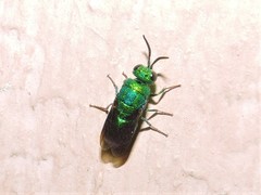 Chrysis angolensis