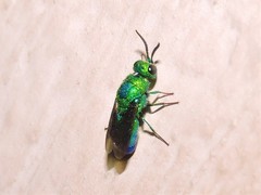 Chrysis angolensis