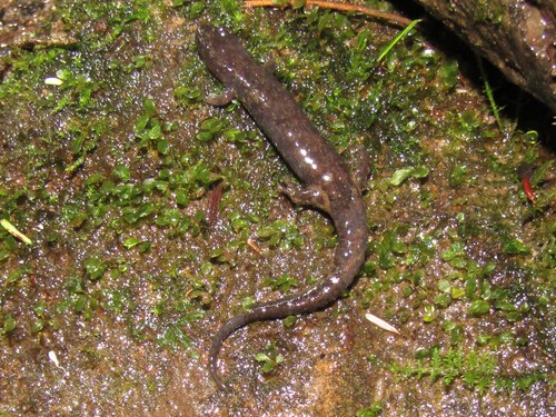 Cumberland Dusky Salamander, Desmognathus abditus