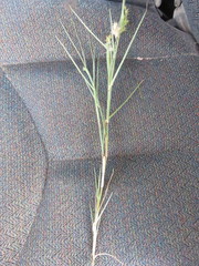 Cenchrus longispinus