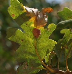 Andricus confertus