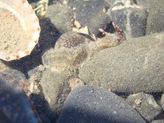 Flabelligera bicolor