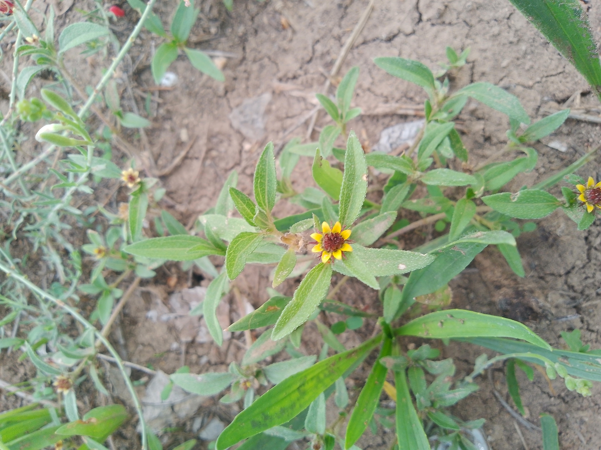 Sanvitalia angustifolia