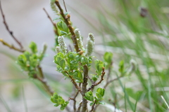 Salix waldsteiniana, photograph (c) Edoardo Nardelli, some rights reserved (CC BY)