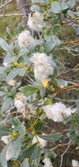 Salix eastwoodiae