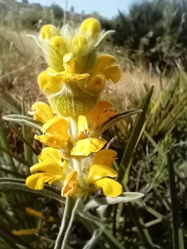 Avistamiento Phlomis lychnitis