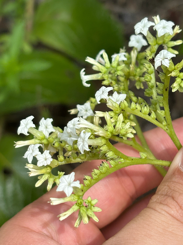 chiggery grapes (Heliotropium verdcourtii)