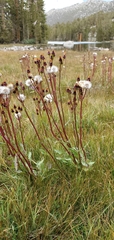Packera pauciflora