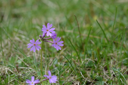 Long-flowered primrose