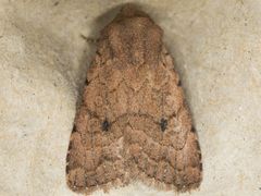 Nudorthodes variabilis