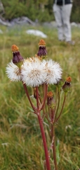 Packera pauciflora