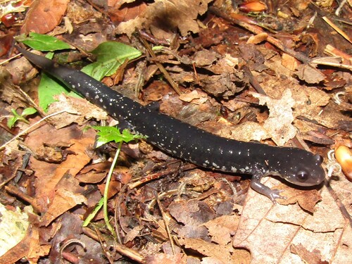 Tellico Salamander, Plethodon aureolus