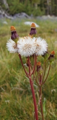 Packera pauciflora