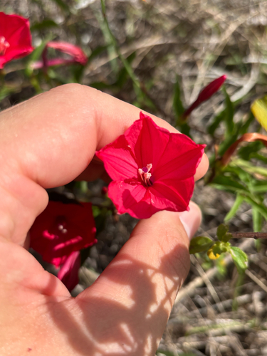 Ipomoea microdactyla, photograph 6