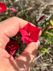 Ipomoea microdactyla, photograph author not stated, no rights reserved