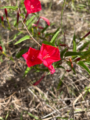 Ipomoea microdactyla, photograph author not stated, no rights reserved