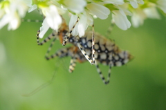 Pselliopus zebra