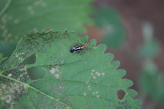Poecilocapsus nigriger