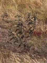 Chromolaena leivensis