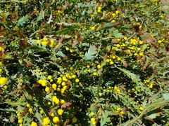 Acacia glaucoptera