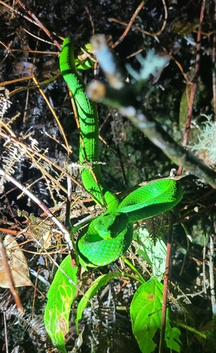Sabah Bamboo Pitviper